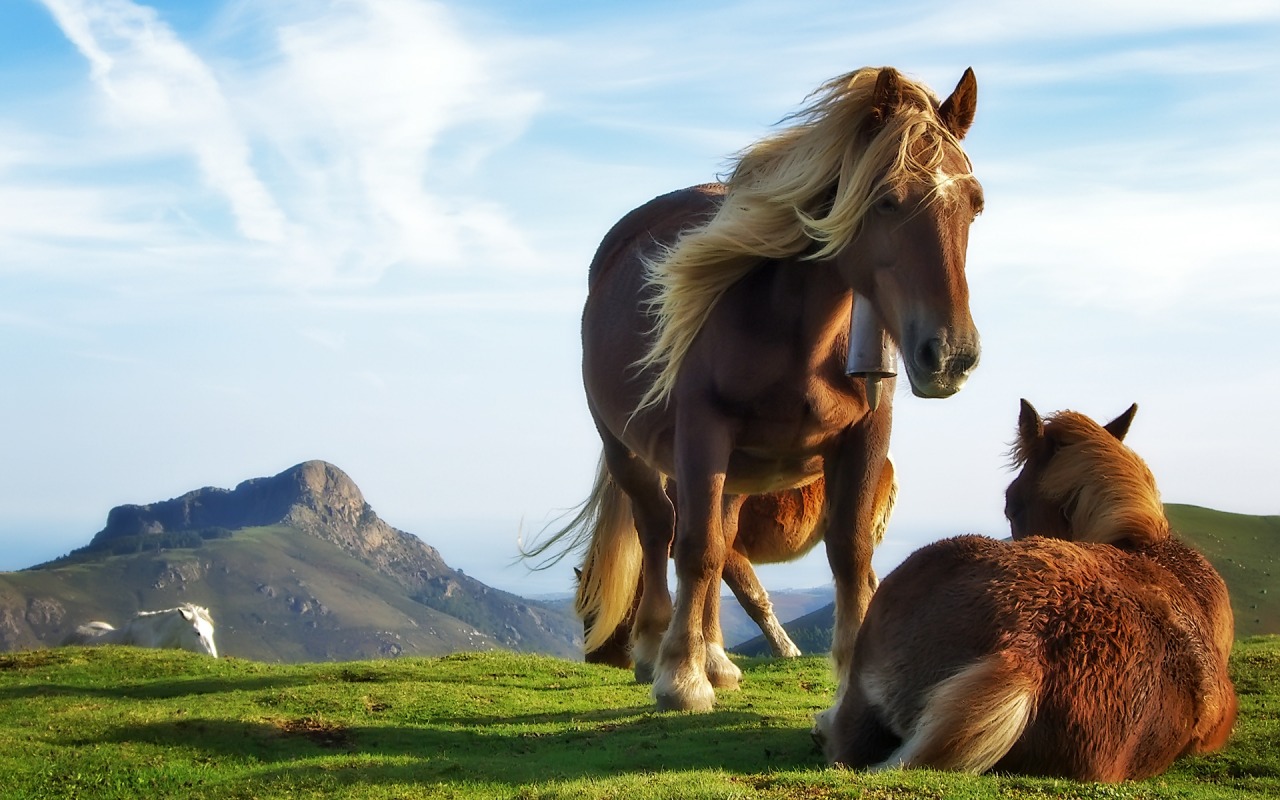Mountain_Horses_1280 x 800 widescreen.jpg