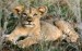 239-african_lion_cub_relaxing_africa.jpg