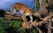tree_climber__amur_leopard.jpg